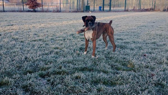 The early morning frost didn't prevent Bonnie the Boxer from enjoying a game of fetch in Dundalk, Co Louth (Pic: @katymorgan3)
