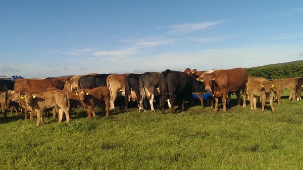 IFA President Tim Cullinan said Ireland's suckler herd was 'one of our great national assets'