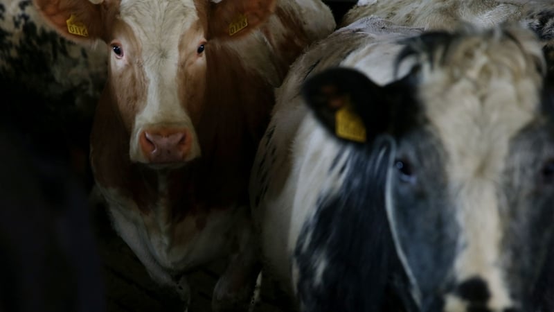 3,153 cattle were used for animal testing in 2014