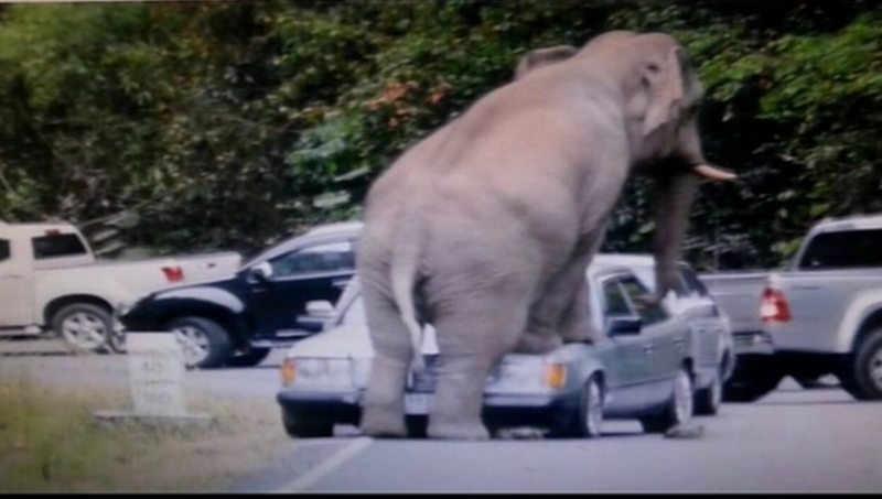 The elephant put its front feet on a car, causing a dent on the car hood and fractures on the windscreen