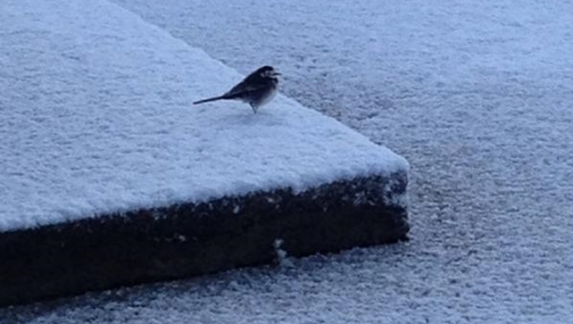 A bird perches on the snow covered ground in Ballina, Mayo (Pic: @AbbyGoldrick)