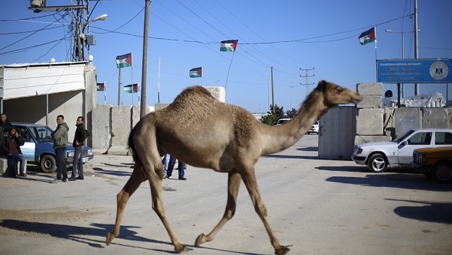 A camel runs across a street at the Erez crossing into Israel north of the Gaza Strip