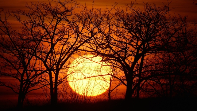 Some trees are silhouetted in front of the rising sun over the horizon in the town of Hajdúsámson east of Budapest