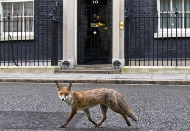 A fox runs past the door of 10 Downing Street