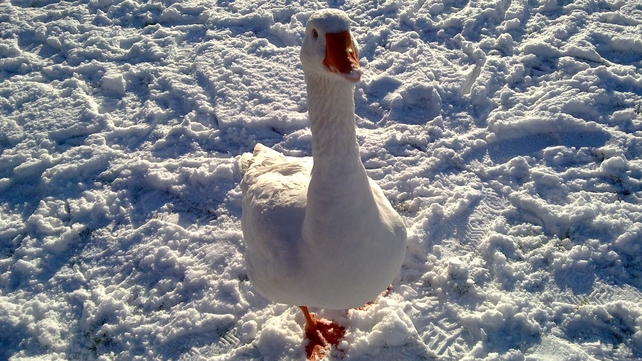 Noel Carney sent us this image of a goose in the snow