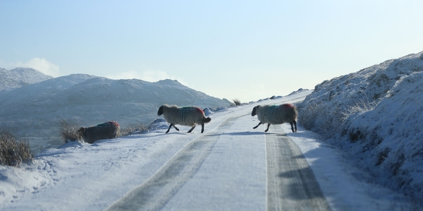 Sheep crossing a road in the Cooley Mountains in Co Louth today