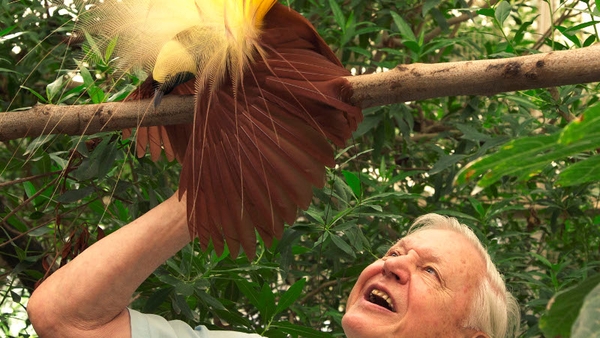 David Attenborough with the pesky creature, the Bird of Paradise, who tried to upstage him while filming.