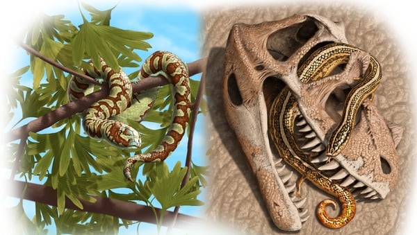 Portugalophis lignites (left) in a ginko tree; Diablophis gilmorei (right), hiding in a ceratosaur skull. Credit: Julius Csotonyi/Nature