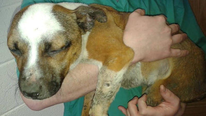 Original reports about the dog were not accurate (Pic KWWSPCA Facebook page)