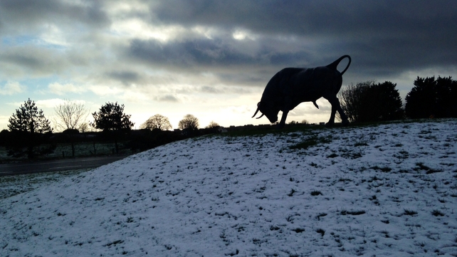 The brown bull of Cooley on the white snow of Cooley (Pic: Pádraig Hanratty)