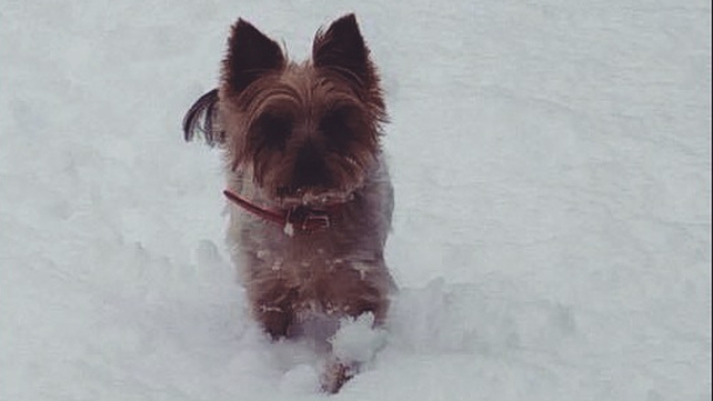 Not everyone is enjoying the snow (Pic: Rachel Maguire)