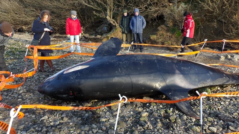 It is believed the orca was already dead before it washed up on the shore on Friday (Pic: Tina Schley)