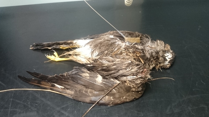 Tests confirmed the tagged bird had been shot