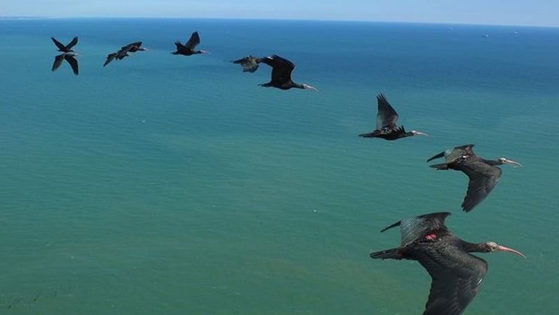 A flock of Northern bald ibis fly above the Adriatic Sea during their migration (Pic: A.G. Schmalstieg)