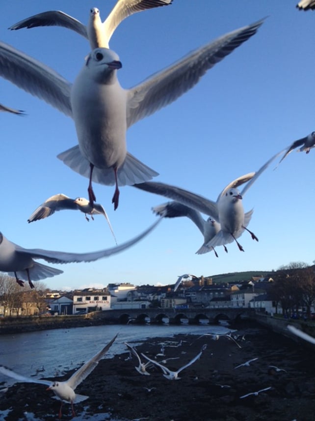 Hungry gulls in Wicklow town (Pic: Jay Maguire)