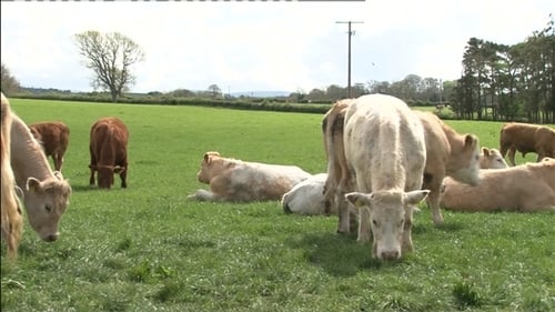 In 2015 Ireland was the first European country to be granted full access for its beef in the US market following the ban