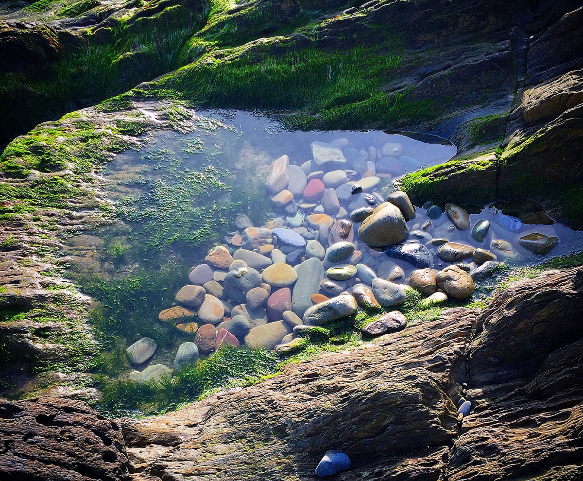 Explore your shore: rockpools