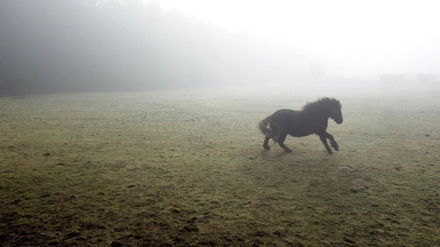 'Dancing in the Fog' in Co Roscommon (Pic: Derek Fetherstone)