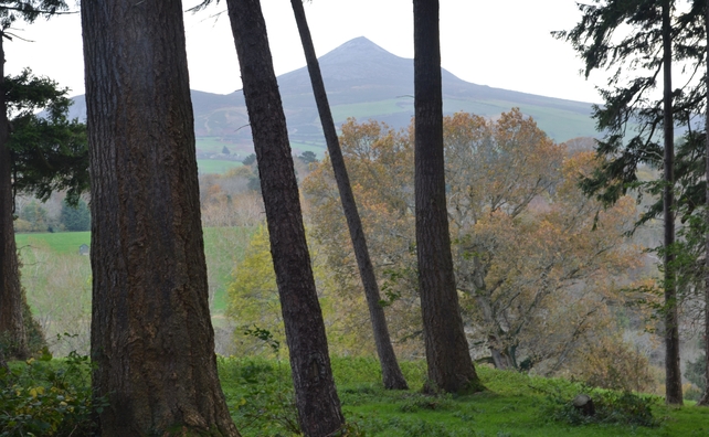 The mountain among the trees - taken at Powerscourt, Co Wicklow by Colombe Nolan
