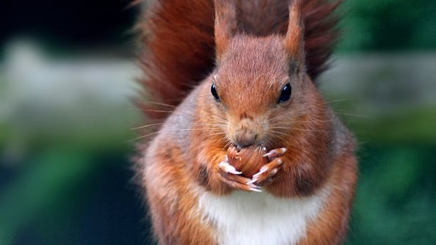 Red Squirrel