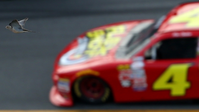A bird gets in on the action during the NASCAR XFINITY Series race at Daytona International Speedway in Florida