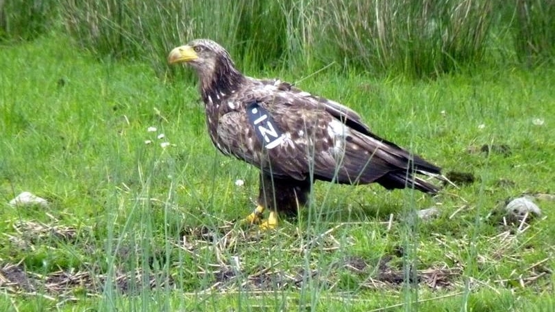Ingar was released in Killarney National Park in 2011 (Pic: Brad Robson @BradRobson1)