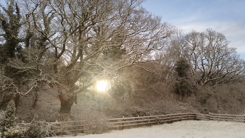 The sun shining through snow covered trees in Brideswell, Co Roscommon (Pic: Richard Canny)