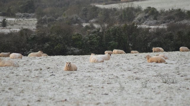 Sheep in a snow speckled field in Co Limerick (Pic Denis Hickey)