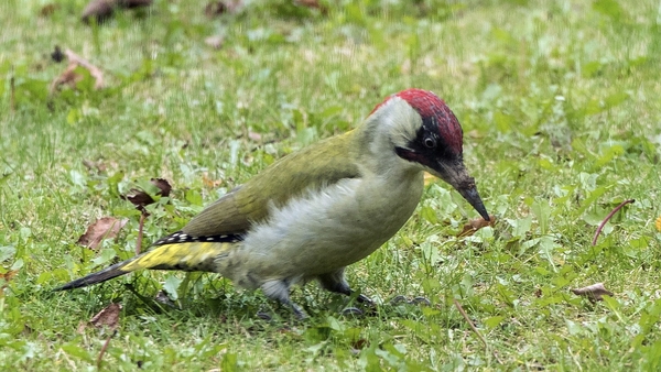 The image of the woodpecker was taken by an amateur photographer