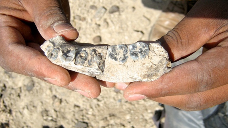 It represents the oldest known representative of the human genus Homo (Photo credit: Kaye Reed)