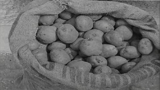Early potatoes (1965)