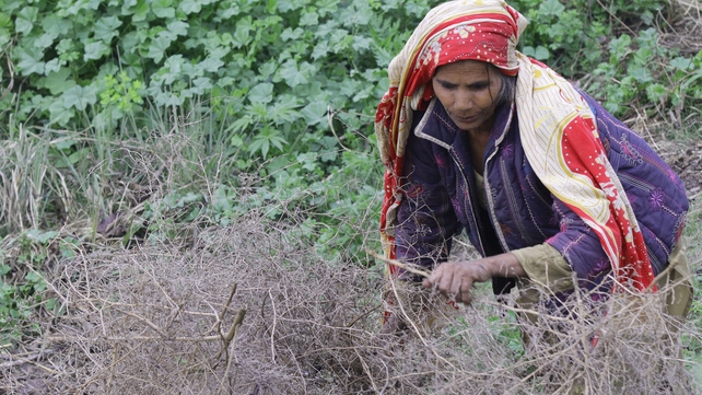 A gypsy woman sorts dried plants to be used as fire wood on the outskirts of Lahore, Pakistan