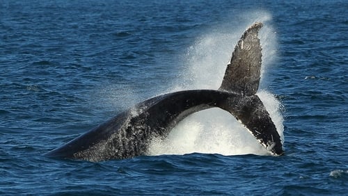 Scientists recorded more than 40,000 whale calls during the voyage