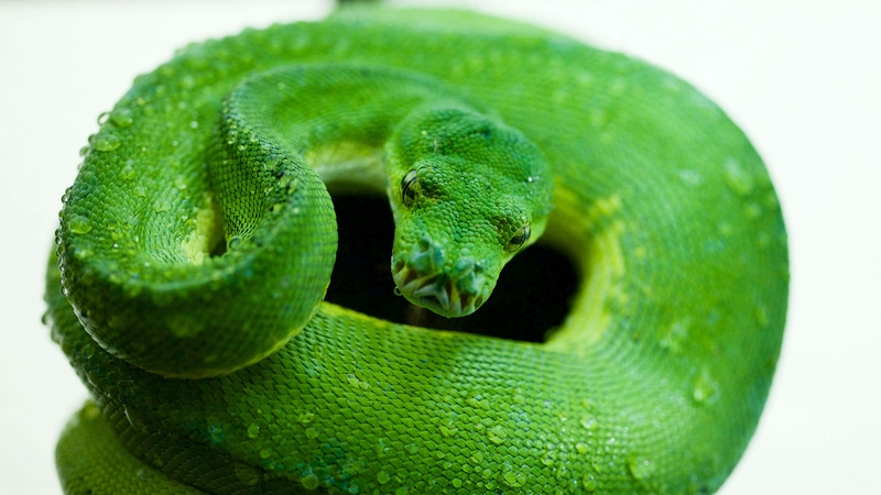 Green tree python