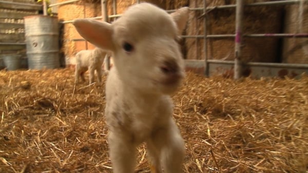 Quadruplets on the double for Kerry sheep farmer