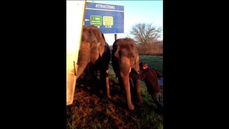 The elephants prevented the vehicle from overturning
