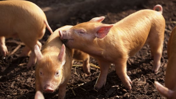 Oink! Oink!