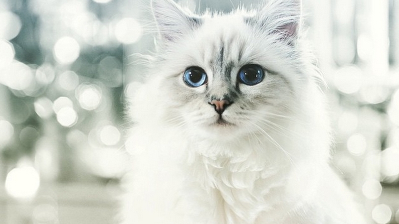 Karl Lagerfeld's millionaire cat Choupette. Image via choupettesdiary/Instagram