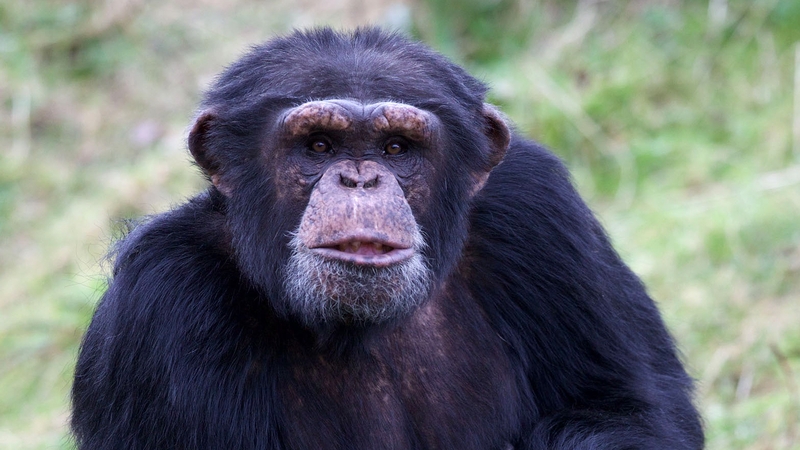 'Hello ladies...' Meet Marlon