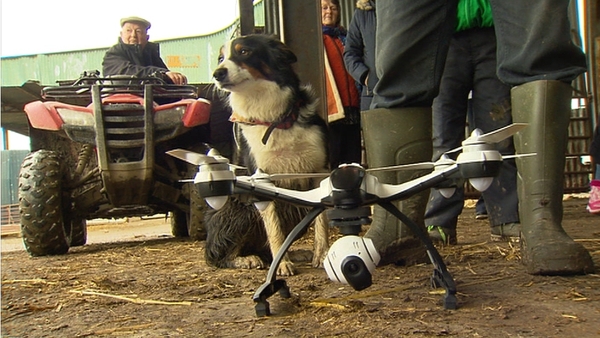 Farmer embraces drone technology to herd sheep