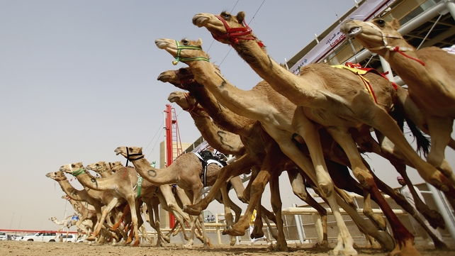 A general view of the action as camels race during Al Marmoom Heritage Festival at the Al Marmoom Camel Racetrack