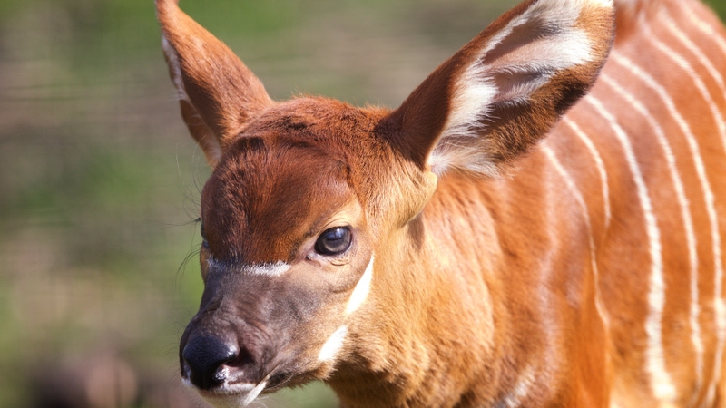 Healthy eastern bongo calf was born last week at Dublin Zoo