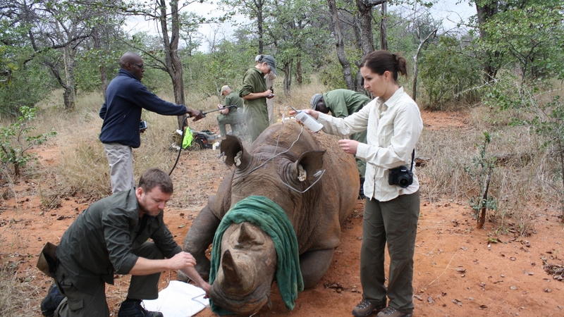 Ken Mackey tries to safeguard 
rhinos from poachers