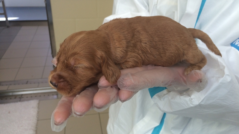 Around 150 more dogs will be relocated from the yards over the coming days