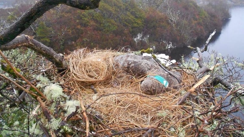 The female eagle was released in Killarney National Park in 2009 (Pic: Dermot Breen, National Parks & Wildlife Service)