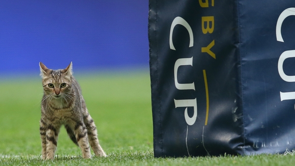 This cat threatened to steal the show during the Toulon v Leinster game on Sunday