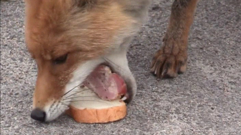 The fox stacks meat and bread into a big sandwich that barely can fit its mouth