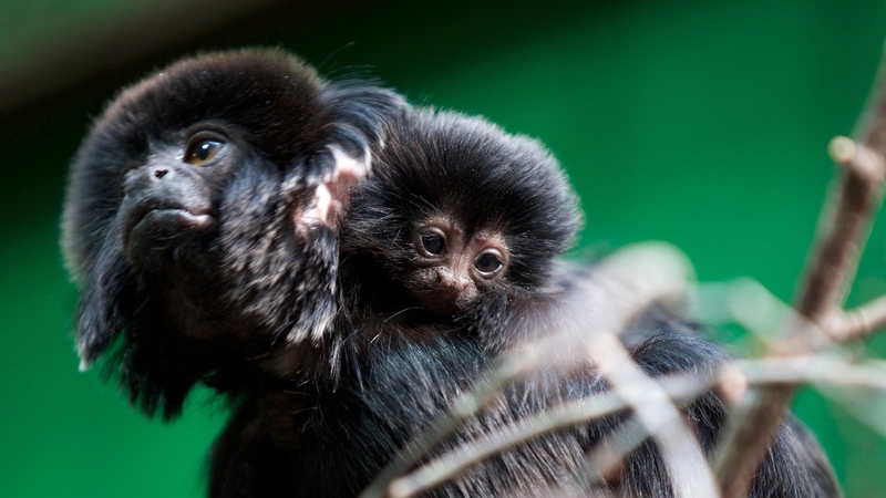 Mum Inca with her newborn (Photos: Patrick Bolger)