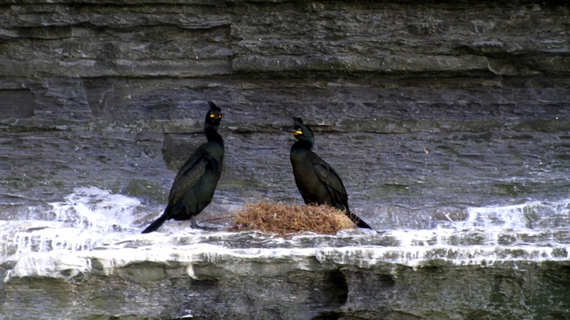 Nesting shags on the Cliffs of Moher (Pic: Bartley Fannin)