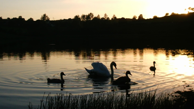 Swans at Creevy, Carrickmacross, Co Monaghan (Pic: Mick Nolan)